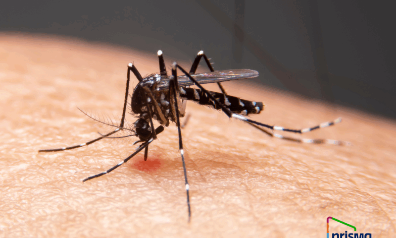 PRISMA ONG contra el dengue - eliminación de mosquitos