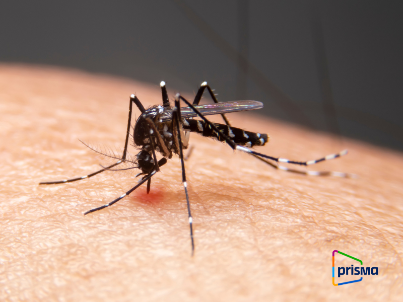 PRISMA ONG contra el dengue - eliminación de mosquitos