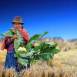 PRISMA ONG. Mujer agricultora andina sostiene una coliflor cultivada en el campo, imagen de la producción de alimentos en Perú.