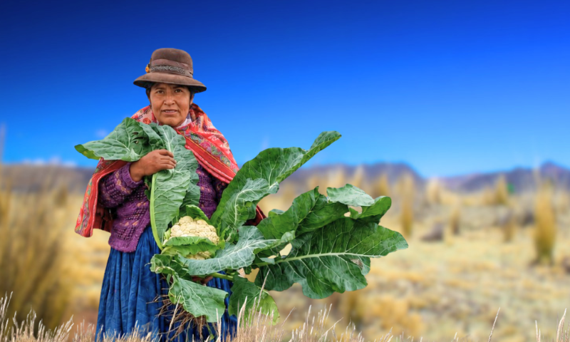 PRISMA ONG. Mujer agricultora andina sostiene una coliflor cultivada en el campo, imagen de la producción de alimentos en Perú.