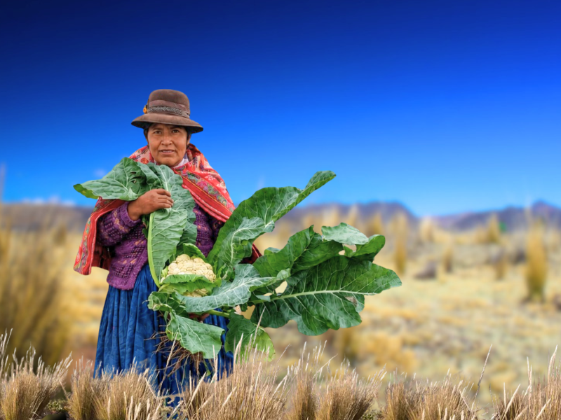 PRISMA ONG. Mujer agricultora andina sostiene una coliflor cultivada en el campo, imagen de la producción de alimentos en Perú.